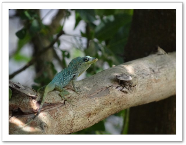 geko